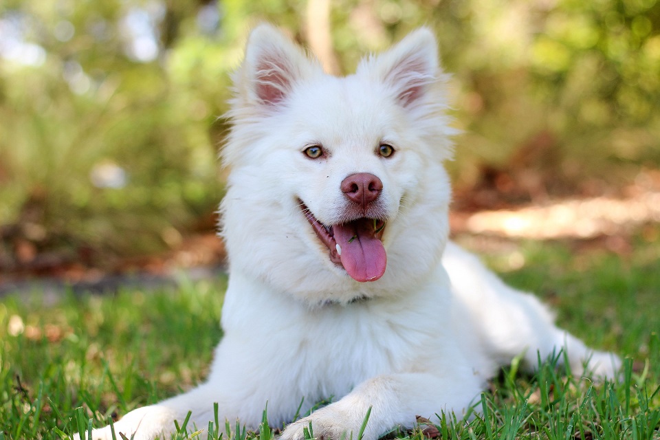 This adorable white dog wants you to know about dogs and chocolate