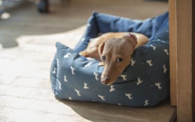 The Best Pet Beds You Can Buy Online for Your Dog
