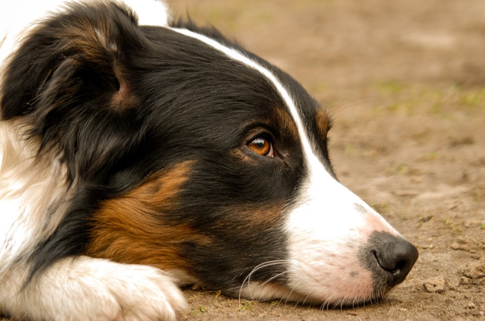Heartworm Products: Avoid a Heartbreaking Diagnosis