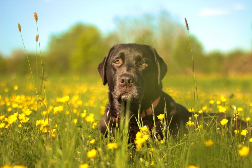 A black lab sits in a field waiting to eat his grain-free pet food.