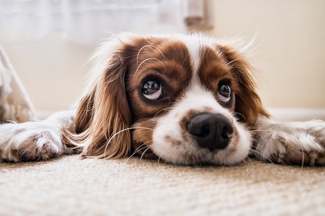 Dog Constipation: What Are The Causes And Ways To Relieve
