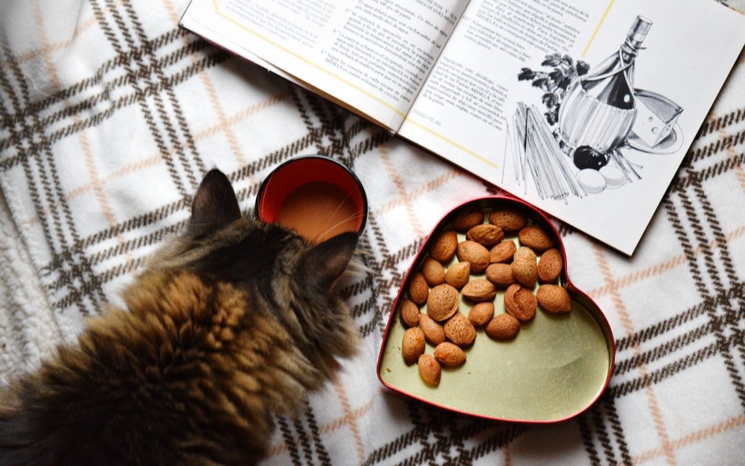 Can Cats Eat Chocolate? What Your Kitty Can And Can’t Eat