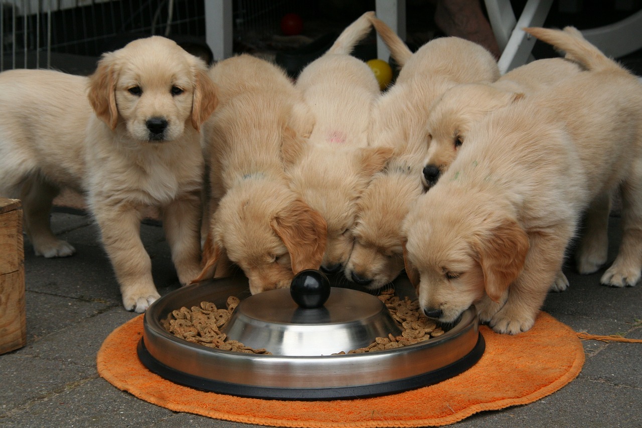 best dry dog food golden-retriever-puppy-
