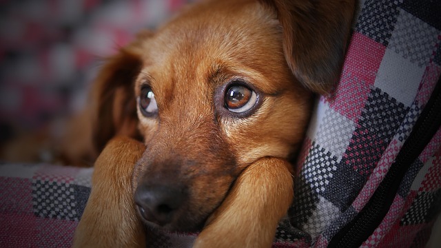 simply nourish dog food dog-cute-animal-pet-puppy-looking-