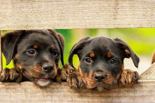 4health dog food rottweiler-puppy-dog-dogs-cute