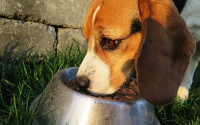 All About Open Farm Dog Food: What You Need to Know
