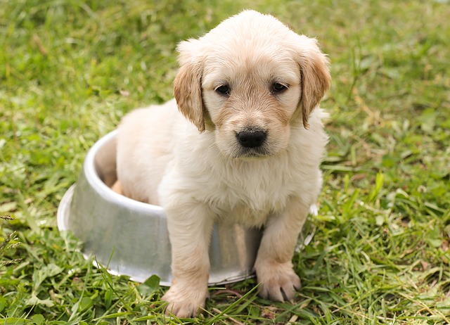 puppy sitting on a bowl