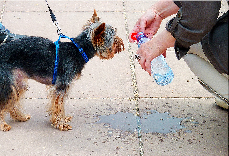 dog wont drink water the-wet-element-thirst-drink-heat
