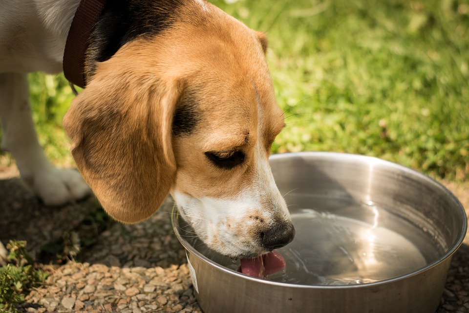 dog-drink-water-thirst-bange dog drinking water
