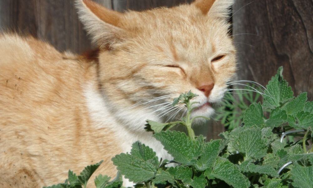 What Is Catnip? A Guide To Your Cat’s Favorite Plant
