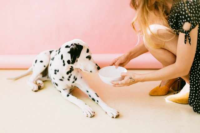 grain free dog food woman-feeding-white-and-black-dalmatian-puppy