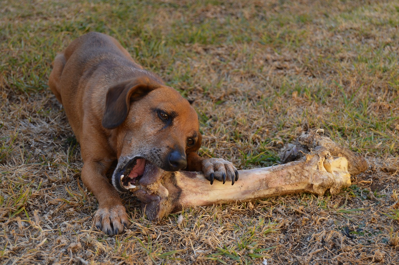 grain free dog food dog-bone-ostrich-hungry-eating