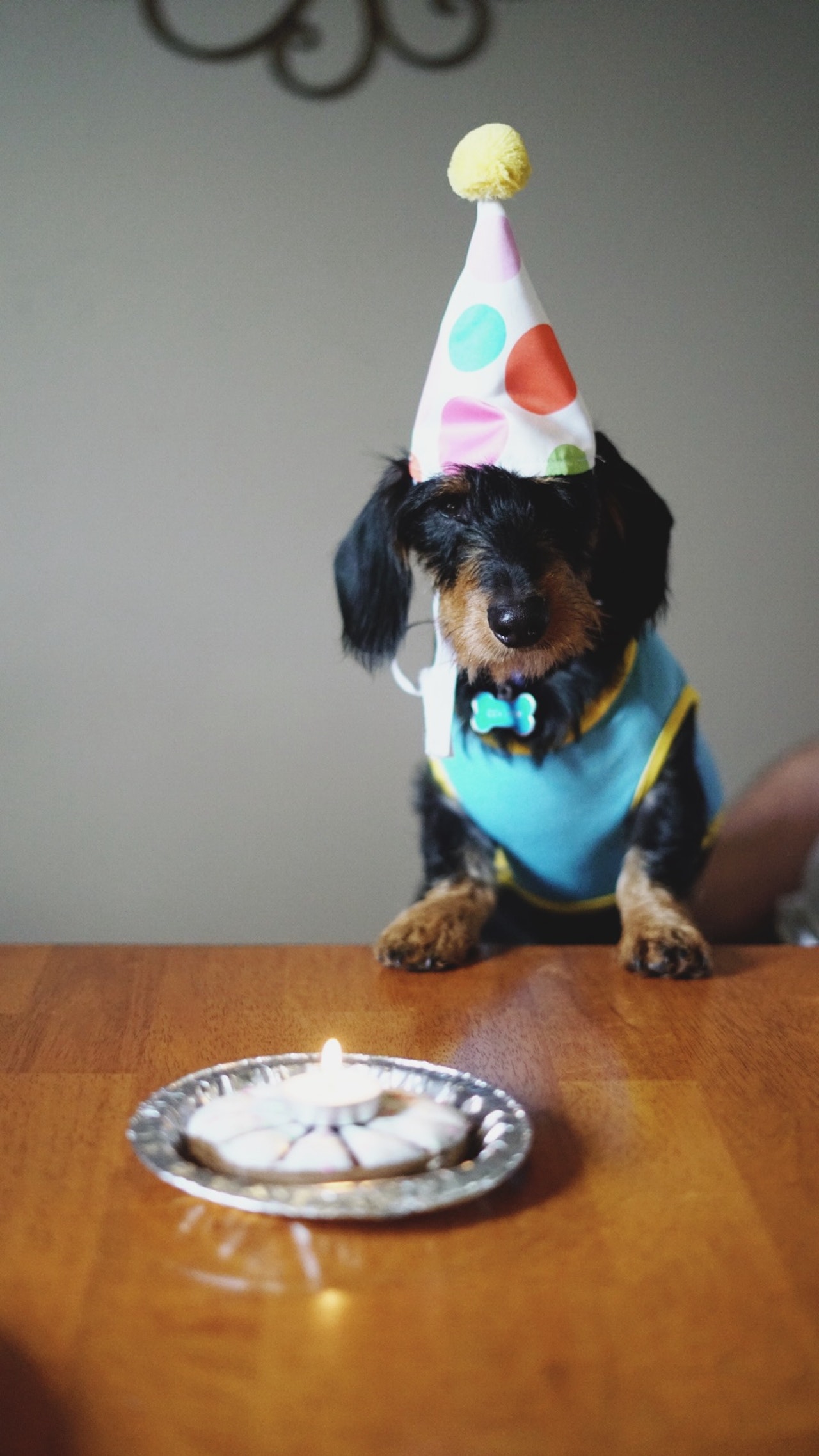 A black and brown Dachshund Dog wearing a birthday hat and with his two front paws on the table with Birthday Cake