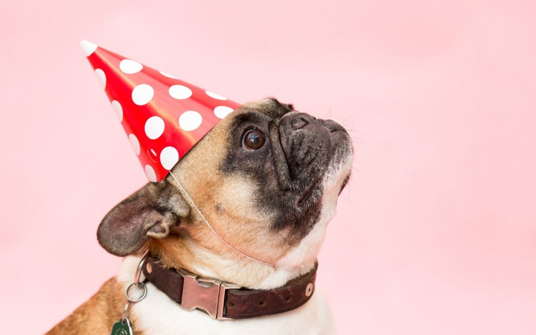 A French bulldog wearing a red birthday Hat with white polka dots