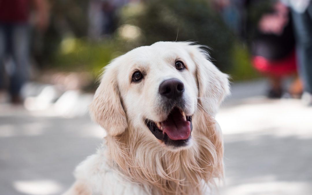 dog training treats golden retriever