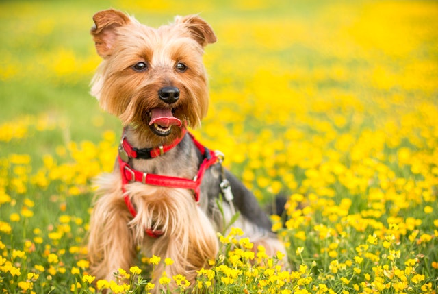tan-and-black-yorkshire-terrier