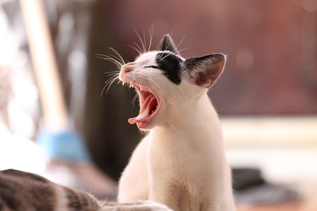 animal-cat-kitten-yawning-feline
