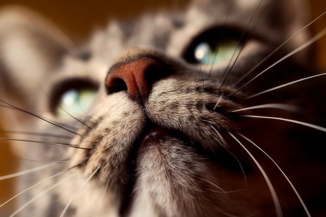 cat-animal-pet-closeup-macro-