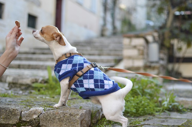 dog-puppy-animal-cute-pet-clothe