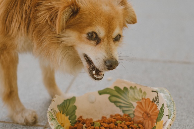 What Your Dog Can And Can’t Eat: Your Ultimate Guide
