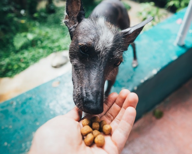 human feeding a dog with a diabetic dog food