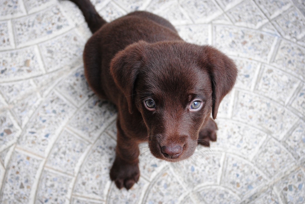 brown puppy on white floor
