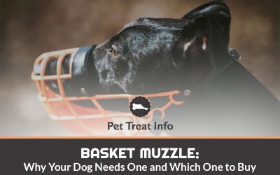 Basket Muzzle: Why Your Dog Needs One and Which One to Buy