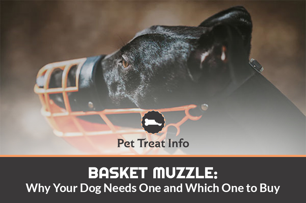 Basket Muzzle: Why Your Dog Needs One and Which One to Buy