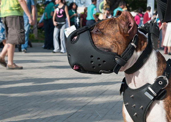 Dog canine with muzzle