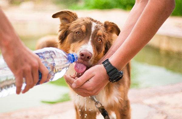 Dog drinking from water bottle