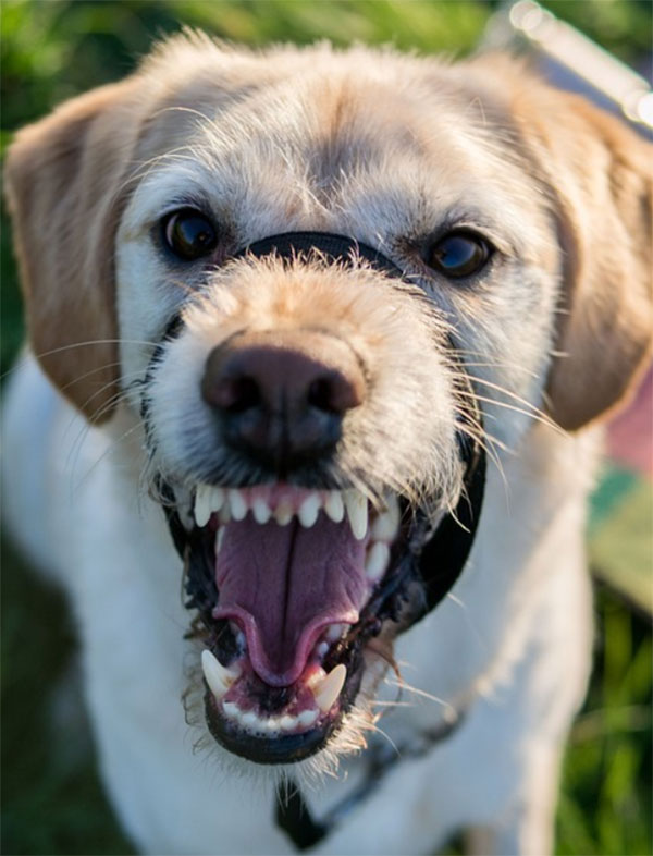 White and brown dog with muzzle