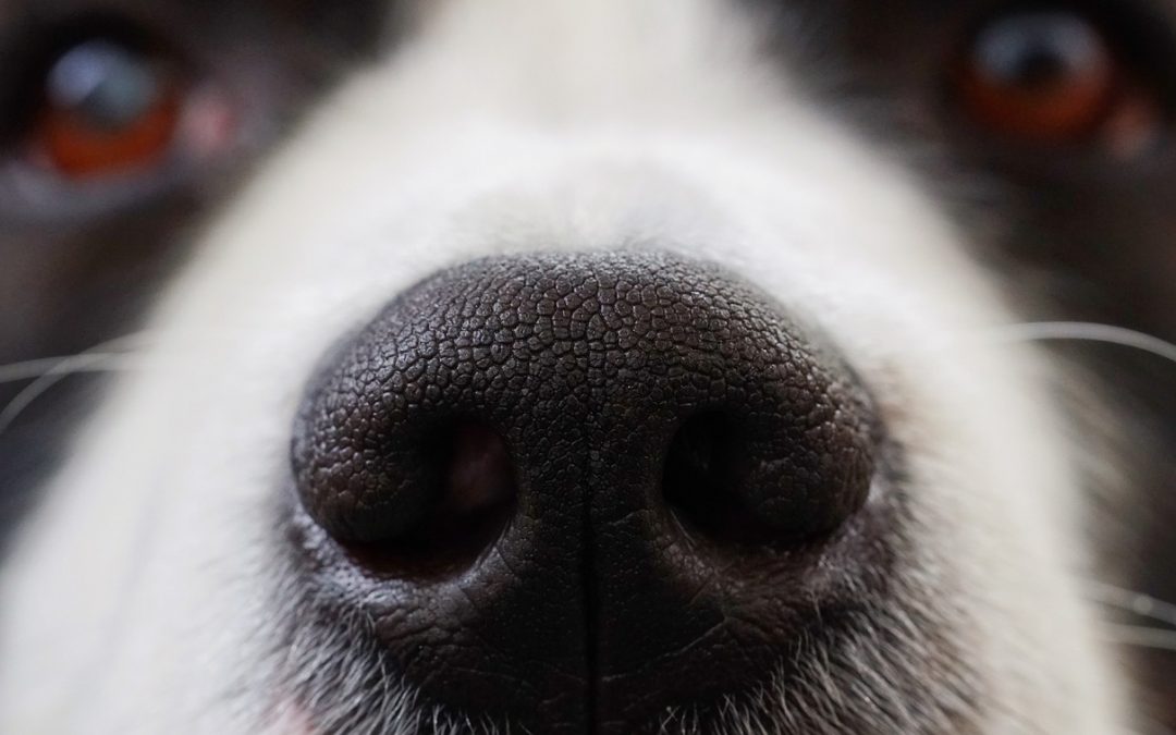 The Best Odor Neutralizer Options for Stinky Pets out There