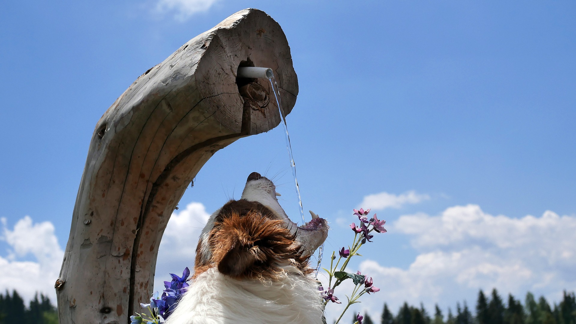 Dog drinking water at the fountain