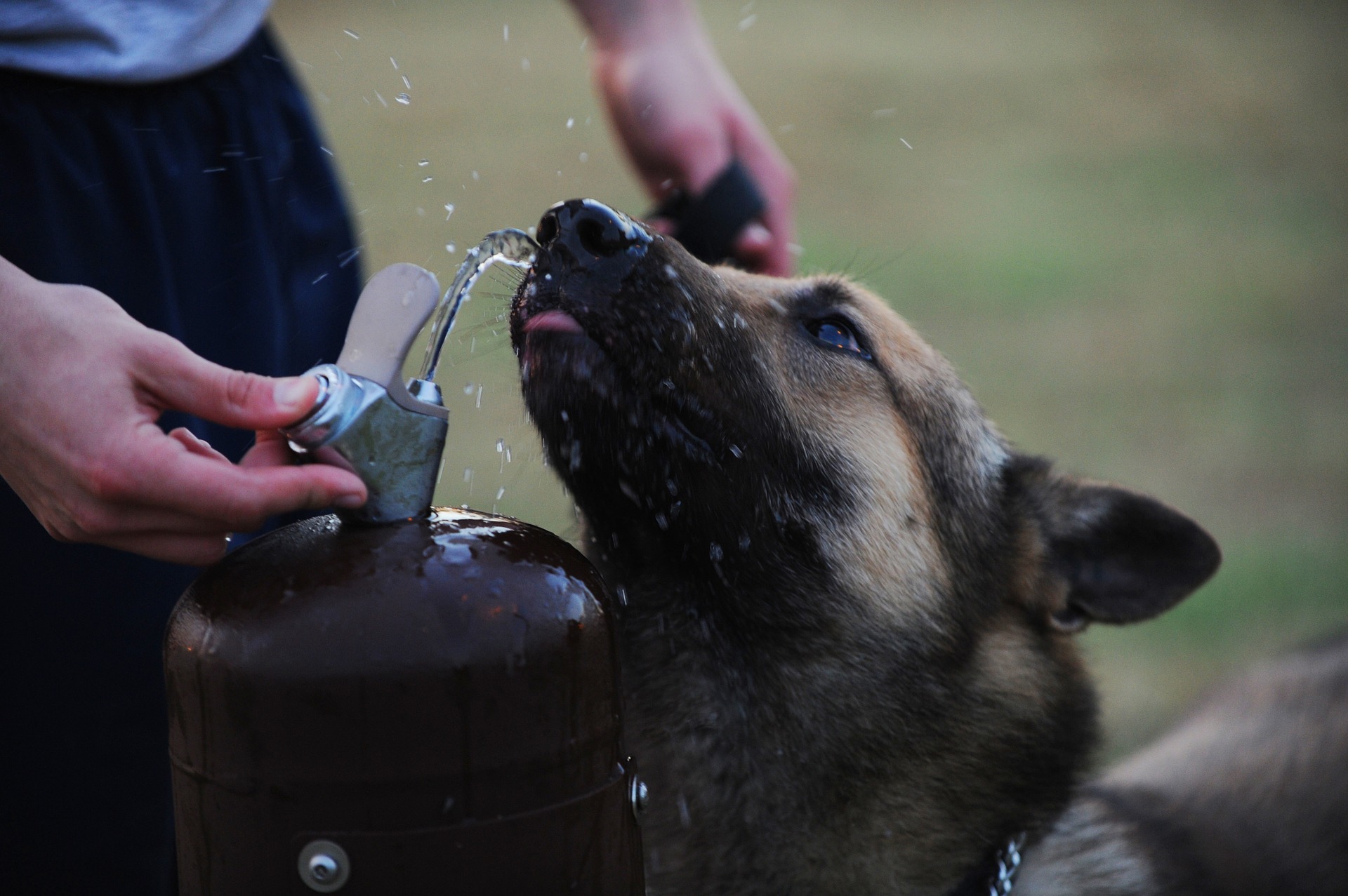 A person is pushing the button of the dog water fountain while the dog is drinking water