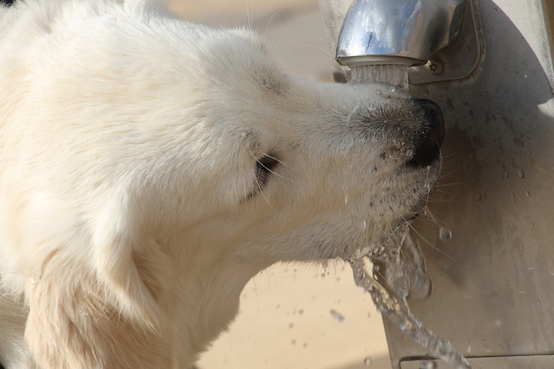 Dog is drinking at the dog water fountain